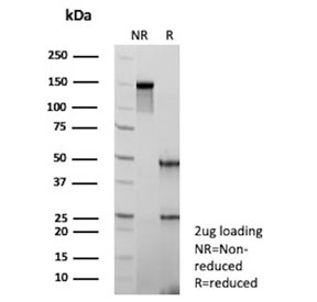 SDS-PAGE analysis of purified, BSA-free Tissue Factor antibody (clone CD142/9195) as confirmation of integrity and purity.