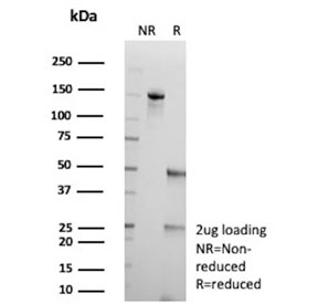 SDS-PAGE analysis of purified, BSA-free F3 / CD142 antibody (clone CD142/9196) as confirmation of integrity and purity.
