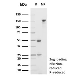SDS-PAGE analysis of purified, BSA-free FLT3 antibody (clone FLT3/9883) as confirmation of integrity and purity.