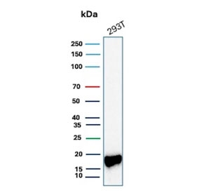 Western blot testing of human 293T cell lysate with Survivin antibody (clone BIRC5/9073). Predicted molecular weight ~16 kDa.