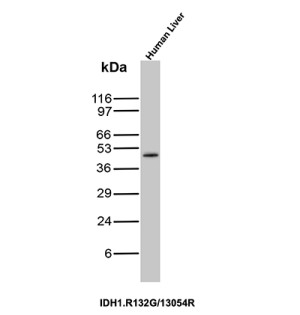 IDH1-R132G Antibody IDH1.R132G/13054R Detection in Human Liver WB. Western blot analysis of human liver tissue lysate using IDH1-R132G Antibody, clone IDH1.R132G/13054R. A discrete band is detected at approximately 45-47 kDa, consistent with the expected molecular weight of isocitrate dehydrogenase 1. The prominent target band and limited additional reactivity demonstrate clean detection by this Isocitrate Dehydrogenase R132G Mutant Antibody under the tested conditions.