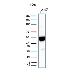Keratin 20 Antibody for WB. Western blot analysis of human HT-29 cell lysate using Keratin 20 Antibody for WB (clone KRT20/3224R). Lane 1: human HT-29 cell lysate. A band is detected at approximately 46 kDa, consistent with the predicted molecular weight of Keratin 20 / Cytokeratin 20 (KRT20), an epithelial intermediate filament protein commonly expressed in gastrointestinal epithelial cells such as colorectal adenocarcinoma-derived HT-29 cells.