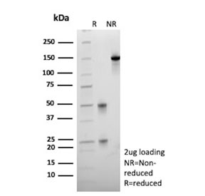 SDS-PAGE analysis of purified, BSA-free MUC13 antibody (clone MUC13/13111) as confirmation of integrity and purity.
