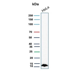 Western blot testing of human HeLa cell lysate with S100A4 antibody. Predicted molecular weight ~12 kDa.