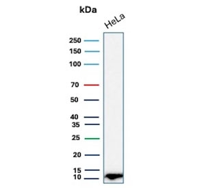 Western blot testing of human HeLa cell lysate with S100A4 antibody. Predicted molecular weight ~12 kDa.