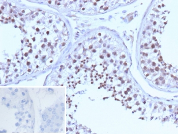 BRCA1 Antibody Human Testis Tissue IHC. Immunohistochemistry staining of FFPE human testis tissue with recombinant BRCA1 antibody (clone BRCA1/13502R). Inset: PBS used in place of primary Ab (secondary Ab negative control). HIER: boil tissue sections in pH 9 10mM Tris with 1mM EDTA for 20 min and allow to cool before testing.