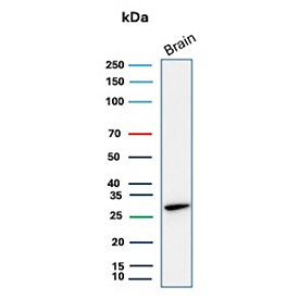 Western blot analysis of CALB1 / Calbindin antibody (clone rKR6) in human brain tissue lysate. A distinct band is observed at approximately 28 kDa, consistent with the predicted molecular weight of Calbindin-D28k. The result supports detection of endogenous CALB1 protein in human brain under reducing conditions.