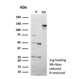 SDS-PAGE analysis of purified, BSA-free CD34 antibody (clone CD34/7717) as confirmation of integrity and purity.