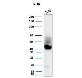 ADP-ribosyl cyclase 1 Antibody human Raji lysate WB. Western blot analysis of CD38 expression in human Raji cell lysate using ADP-ribosyl cyclase 1 antibody clone CD38/9332. Lane 1: human Raji cell lysate. A band is detected at approximately 40â45 kDa, consistent with the predicted molecular weight of CD38, with higher apparent molecular weight reflecting glycosylation of this NAD-metabolizing enzyme. The detection profile supports its role in studies of enzymatic activity and second messenger generation in immune cells.