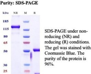 SDS-PAGE analysis of purified, BSA-free ANXA1 antibody (clone rANXA1/9145) as confirmation of integrity and purity.