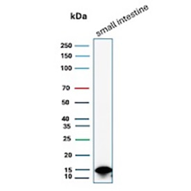 FABP2 Antibody Small Intestine WB. Western blot analysis of human small intestine tissue lysate using FABP2 antibody clone FABP2/6344. A strong band is detected at approximately 15 kDa, consistent with the predicted molecular weight of Intestinal fatty acid-binding protein / FABP2, an enterocyte-associated fatty acid transport protein involved in dietary lipid absorption.