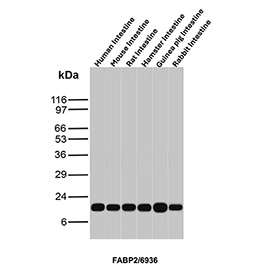 Intestinal fatty acid-binding protein Antibody Multi-Species Small Intestine WB. Western blot analysis of FABP2 expression in intestinal tissues. Lysates from human intestine, mouse intestine, rat intestine, hamster intestine, guinea pig intestine, and rabbit intestine were analyzed by SDS-PAGE and immunoblotting using Intestinal fatty acid-binding protein/I-FABP antibody (clone FABP2/6936). A distinct band is detected at the predicted molecular weight of FABP2, consistent with sequence-based expectations for intestinal fatty acid-binding protein. The observed band pattern across species reflects conserved FABP2 expression in intestinal tissue. Predicted molecular weight ~15 kDa.
