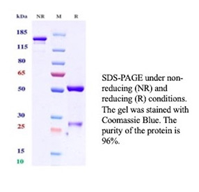 SDS-PAGE Analysis of purified recombinant FOLR1/FR alpha antibody (clone FOLR1/13424R). Confirmation of Purity and Integrity of Antibody.