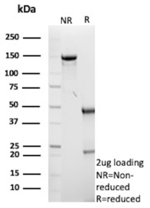 SDS-PAGE analysis of purified GFAP/Glial fibrillary acidic protein antibody (clone GFAP/9420).  Confirmation of Purity and Integrity of Antibody.