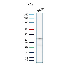 Western blot analysis of GLUL Antibody for WB in human brain tissue lysate. Lane 1: human brain lysate. A band is detected at approximately 42 kDa, consistent with the predicted molecular weight of Glutamate-ammonia ligase (Glutamine synthetase / GLUL). The recombinant rabbit monoclonal antibody GLUL/12902R was used for immunoblot detection.