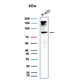 Western Blot analysis of human A431 cell lysate using MCM5/MCM complex protein 5 antibody (clone rMCM5/13646). Expected molecular weight: 80~90 kDa.