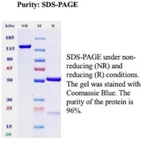 SDS-PAGE Analysis of Purified Nonspecific Cross-Reacting Antigen 90 antibody (CEACAM6/10079R). Confirmation of Purity and Integrity of Antibody.