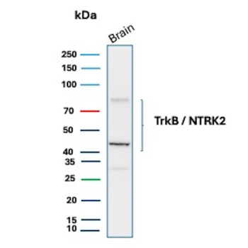 Western blot analysis of human brain tissue lysate using Tropomyosin Receptor Kinase B / NTRK2 antibody (clone NTRK2/7925). A dominant band is observed at approximately 43 kDa which may reflect an N-terminal TrkB fragment generated by processing or proteolysis.