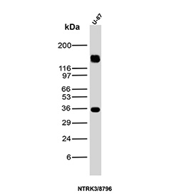 Western Blot Analysis of NTRK3 / TrkC antibody (clone NTRK3/8796). U-87 human glioblastoma cell lysate shows two major immunoreactive bands at approximately 36 kDa and 130-140 kDa. The predicted molecular weight of full-length TrkC is approximately 90-95 kDa; however, extensive glycosylation of the extracellular region can shift the apparent molecular weight to 120-140 kDa on SDS-PAGE. The lower ~36 kDa band is consistent with a truncated or processed NTRK3 isoform lacking portions of the receptor, which has been reported for kinase-deficient splice variants. The presence of both higher glycosylated and lower truncated forms reflects known isoform diversity and post-translational modification of Neurotrophic receptor tyrosine kinase 3.