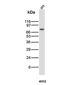 Western blot analysis of NIH3T3 mouse fibroblast cell lysate using PTGS2 / Prostaglandin-Endoperoxide Synthase 2 antibody (clone r4H12). A distinct band is observed at approximately 72-74 kDa, consistent with the predicted molecular weight of PTGS2. The detected signal aligns with the expected size of the inducible Cyclooxygenase 2 protein.