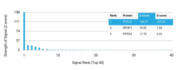 Analysis of Protein Array containing more than 19,000 full-length human proteins using Calcium-Binding Protein PV/PVALB antibody (clone PVALB/12794R). Z- and S- Score: The Z-score represents the strength of a signal that a monoclonal antibody (MAb) (in combination with a fluorescently-tagged anti-IgG secondary antibody) produces when binding to a particular protein on the HuProtTM array. Z-scores are described in units of standard deviations (SD's) above the mean value of all signals generated on that array. If targets on HuProtTM are arranged in descending order of the Z-score, the S-score is the difference (also in units of SD's) between the Z-score. S-score therefore represents the relative target specificity of a MAb to its intended target. A MAb is considered to specific to its intended target, if the MAb has an S-score of at least 2.5. For example, if a MAb binds to protein X with a Z-score of 43 and to protein Y with a Z-score of 14, then the S-score for the binding of that MAb to protein X is equal to 29.