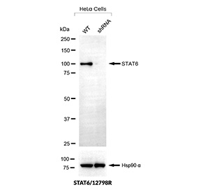Signal Transducer 6 Antibody Knockdown Validation WB. Western blot analysis of STAT6 expression in wild-type (WT) and STAT6 shRNA knockdown HeLa cells using Signal Transducer 6 antibody clone STAT6/12798R. Lane 1: WT lysate, Lane 2: knockdown lysate. The band at approximately 90-100 kDa is reduced in knockdown cells, supporting target-specific detection. Hsp90 alpha is shown as a loading control.