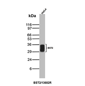 CD317 Antibody WB. Western blot analysis of CD317/BST2 antibody (clone BST2/13682R) in human HeLa cell lysate. A prominent immunoreactive band is observed at approximately 30-36 kDa, consistent with the predicted molecular weight of Bone marrow stromal antigen 2. BST2 is a glycosylated type II transmembrane protein, and the observed band migrating within this range is consistent with known glycosylation-dependent mobility on SDS-PAGE. The detected band supports endogenous expression of BST2 / Tetherin in HeLa cells under the conditions tested.