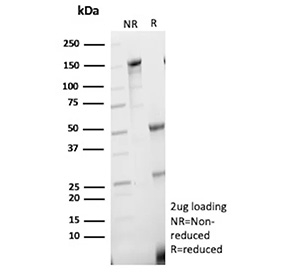 SDS-PAGE Analysis of Purified NANOG Transcription Factor/Nanog antibody (NANOG/9704). Confirmation of Purity and Integrity of Antibody.