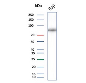 Western blot analysis of CD19/CD19 molecule antibody in human Raji cell lysate. A distinct band is detected at approximately 90-95 kDa, consistent with the predicted molecular weight of CD19 (Cluster of Differentiation 19). The slightly diffuse migration pattern is expected, as CD19 is a glycosylated B cell surface receptor and N-linked glycosylation contributes to an increased apparent molecular weight on SDS-PAGE. Blot was probed with CD19/CD19 molecule antibody (clone CD19/4260R7).