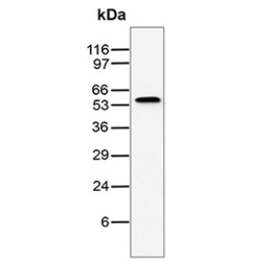 Human IgG Antibody GHC07-1 Human Serum WB. Western blot analysis was performed using IgG Antibody clone GHC07-1 on human serum lysate. A distinct immunoreactive band is detected at approximately 50 kDa, consistent with the expected molecular weight of the human IgG heavy chain. The blot exhibits a strong, specific signal with minimal background, supporting reliable detection of endogenous human IgG in serum samples. These results demonstrate that this Human IgG Antibody is suitable for Western blot detection of IGHG1 in human serum.