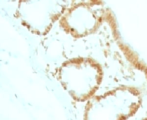 IHC testing of FFPE rat colon tissue and p27Kip1 antibody (clone KIP27-1).Staining of formalin-fixed tissues requires boiling tissue sections in pH 9 10mM Tris with 1mM EDTA for 10-20 min followed by cooling at RT for 20 min.