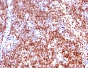 Formalin-fixed, paraffin-embedded rat ovary stained with SUMO-2 antibody (clone S2MT-1). Required HIER: boil tissue sections in pH 9 10mM Tris with 1mM EDTA for 10-20 min.