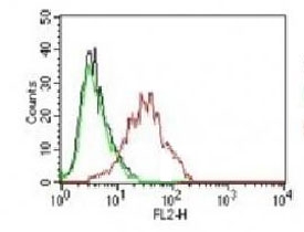 ER Antibody MCF7 FACS. Flow cytometry testing of human MCF-7 cells: Black=cells alone; Green=isotype control; Red=<a href=../tds/estrogen-receptor-antibody-pe-conjugate-nr3ga-3-v7061pe>PE conjugated ER antibody</a>.