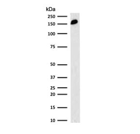 Western blot testing of human spleen lysate with CD45RA antibody (clone CDLA45RA-1). Expected molecular weight: 147-220 kDa depending on glycosylation level.