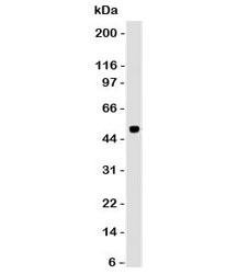 PAX6 Antibody for WB western blot analysis of human cerebellum lysate. A band is detected at approximately 48 kDa, consistent with the predicted molecular weight of Paired Box Protein Pax-6 / PAX6. Clone PBPX6 was used as the detecting antibody, demonstrating specific detection of this nuclear transcription factor in SDS-PAGE immunoblot analysis.