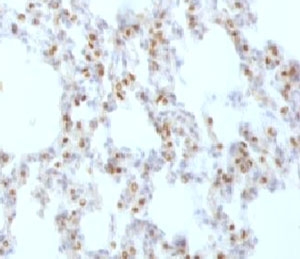 TTF-1 Antibody Rat Lung IHC. Immunohistochemistry of TTF-1 Antibody / Pulmonary Epithelial Cell Marker Antibody in rat lung tissue. FFPE rat lung tissue stained using TTF-1 Antibody / Pulmonary Epithelial Cell Marker Antibody. The mouse monoclonal clone HBNK2-1 antibody demonstrates strong nuclear staining in pulmonary epithelial cells of the respiratory epithelium, including alveolar epithelial cells consistent with type II pneumocytes. Nuclear immunoreactivity for Thyroid transcription factor 1 (NKX2-1) highlights pulmonary epithelial lineage and clearly identifies epithelial cells of the respiratory epithelium within lung tissue. This staining pattern reflects the well-established role of TTF-1 as a pulmonary epithelial cell marker and alveolar epithelial lineage marker used in immunohistochemistry to study respiratory epithelium and pulmonary epithelial differentiation in lung tissue. Required HIER: boil FFPE tissue sections in pH6 10mM citrate buffer for 10-20 minutes followed by cooling at RT for 20 minutes.