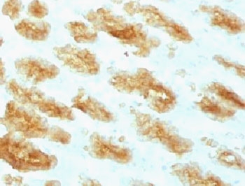 IHC testing of FFPE rat stomach with Acidic Cytokeratin antibody (clone ACCK1-1).