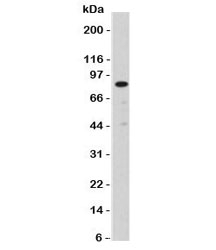 Western blot testing of Nucleolin antibody (clone NPC23-2) and A431 lysate. Predicted molecular weight ~77 kDa.