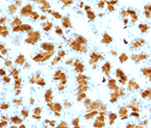 Immunohistochemistry of Elastase 3B antibody mouse monoclonal (clone ELTS3B-2) in FFPE rat pancreas. Formalin-fixed, paraffin-embedded rat pancreatic tissue shows strong granular cytoplasmic staining in acinar cells, consistent with the secretory localization of Chymotrypsin-like elastase family member 3B, while surrounding stromal elements are largely negative. FFPE staining requires boiling tissue sections in 10mM Tris with 1mM EDTA, pH 9, for 10-20 min followed by cooling at RT for 20 min.