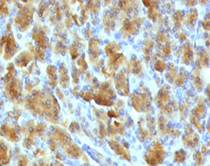 Immunohistochemistry of Elastase 3B antibody (clone ELTS3B-2) in FFPE mouse pancreas. Formalin-fixed, paraffin-embedded mouse pancreatic tissue demonstrates strong granular cytoplasmic staining in acinar cells, consistent with the secretory localization of Chymotrypsin-like elastase family member 3B, while surrounding non-acinar cells show minimal staining. FFPE staining requires boiling tissue sections in 10mM Tris with 1mM EDTA, pH 9, for 10-20 min followed by cooling at RT for 20 min.