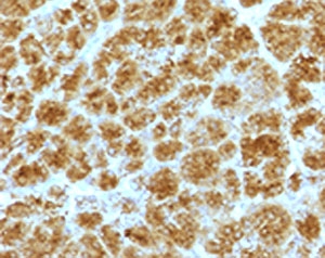 Immunohistochemistry of mouse monoclonal Elastase 3B antibody (clone ELTS3B-2) in FFPE human pancreas. Formalin-fixed, paraffin-embedded human pancreatic tissue shows strong granular cytoplasmic staining in acinar cells, consistent with the secretory localization of Chymotrypsin-like elastase family member 3B, while surrounding stromal and ductal structures are largely negative. FFPE staining requires boiling tissue sections in 10mM Tris with 1mM EDTA, pH 9, for 10-20 min followed by cooling at RT for 20 min.