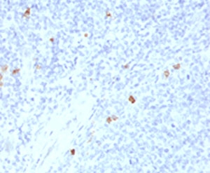 IHC testing of human tonsil with IgG4/Immunoglobulin G4 antibody (clone IHCG4-1). Staining of FFPE tissue is enhanced by boiling sections in 10mM Tris with 1mM EDTA, pH9 for 10-20 min followed by cooling at RT for 20 min.