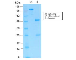 SDS-PAGE analysis of purified, BSA-free recombinant PD1 antibody (clone PDCD1/1410R) as confirmation of integrity and purity.