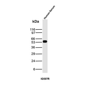 Human IgG Antibody IG507R Human Serum WB. Western blot analysis was performed using Human IgG Antibody IG507R on human serum lysate. A distinct immunoreactive band is detected at approximately 50-55 kDa, consistent with the expected molecular weight of the human IgG heavy chain. The blot exhibits a strong, specific signal with minimal background, supporting reliable detection of endogenous human IgG in serum samples. These results demonstrate that Human IgG Antibody IG507R is suitable for Western blot detection of human IgG in serum.