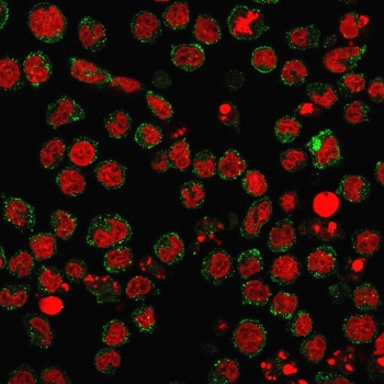 CD15 Antibody U937 IF. Immunofluorescent analysis of human U937 cells stained with CD15 Antibody demonstrates prominent membranous and cell surface-associated green fluorescence consistent with CD15 / Lewis X antigen expression in myeloid-associated leukemic cellular populations. This myeloid cell surface marker antibody highlights leukocyte-associated membrane glycosylation pathways and immune differentiation markers within hematopoietic cells. Nuclei are counterstained with Reddot nuclear stain (red).
