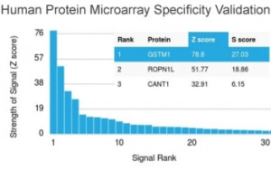 GST Mu 1 Antibody Protein Microarray Analysis. Protein microarray analysis of GST Mu 1 Antibody / Mu Class GST Antibody using a HuProt microarray containing more than 19,000 full-length human proteins. Z-scores represent antibody-binding signal strength in standard deviations above the mean signal across the array, while the S-score represents the difference between the highest and next-highest Z-scores and provides a measure of relative target specificity. This analysis evaluates the binding profile of clone CPTC-GSTMu1-3 across the human proteome.