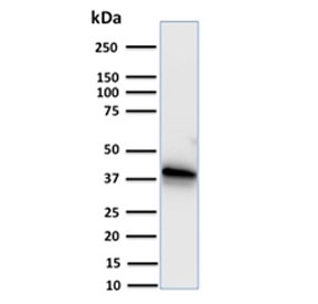 Western blot testing of human A549 cell lysate with Annexin A1 antibody. Expected molecular weight ~38 kDa.