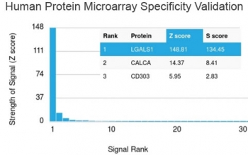 LGALS1 Antibody Protein Microarray Validation. Analysis of a HuProt(TM) microarray containing more than 19,000 full-length human proteins using recombinant LGALS1 antibody (clone GAL1/2499R) demonstrates exceptional target specificity for LGALS1. The GAL1/2499R recombinant monoclonal antibody identifies LGALS1 as the highest-ranking target with a Z-score of 148.81 and an S-score of 134.45, substantially exceeding all non-target proteins represented on the array. These results confirm the foremost specificity of clone GAL1/2499R and provide strong evidence for highly selective recognition of LGALS1 with minimal off-target binding. Z-score represents the signal strength generated by antibody binding to a specific protein relative to all proteins present on the array, while S-score reflects the specificity gap between the intended target and the next highest-ranking protein. An S-score greater than 2.5 is generally considered indicative of highly specific target recognition. The exceptionally high Z- and S-scores observed for GAL1/2499R support its suitability for applications requiring accurate and reliable detection of endogenous LGALS1 expression.