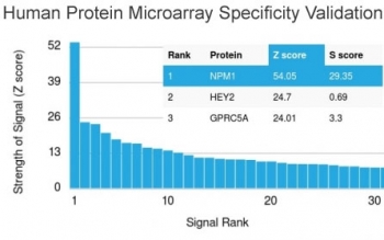 Analysis of HuProt(TM) microarray containing more than 19,000 full-length human proteins using Nucleophosmin antibody (clone NPM1/1902). These results demonstrate the foremost specificity of the NPM1/1902 mAb.<BR>Z- and S- score: The Z-score represents the strength of a signal that an antibody (in combination with a fluorescently-tagged anti-IgG secondary Ab) produces when binding to a particular protein on the HuProt(TM) array. Z-scores are described in units of standard deviations (SD's) above the mean value of all signals generated on that array. If the targets on the HuProt(TM) are arranged in descending order of the Z-score, the S-score is the difference (also in units of SD's) between the Z-scores. The S-score therefore represents the relative target specificity of an Ab to its intended target.