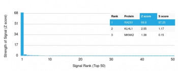 Analysis of HuProt(TM) microarray containing more than 19,000 full-length human proteins using RAD51 antibody. These results demonstrate the foremost specificity of the RAD51/2765 mAb.<BR>Z- and S- score: The Z-score represents the strength of a signal that an antibody (in combination with a fluorescently-tagged anti-IgG secondary Ab) produces when binding to a particular protein on the HuProt(TM) array. Z-scores are described in units of standard deviations (SD's) above the mean value of all signals generated on that array. If the targets on the HuProt(TM) are arranged in descending order of the Z-score, the S-score is the difference (also in units of SD's) between the Z-scores. The S-score therefore represents the relative target specificity of an Ab to its intended target.